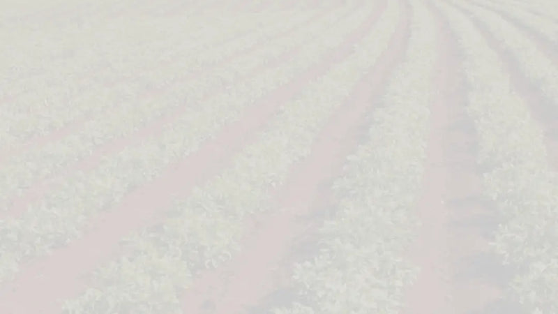 Screenshot: the Andalucia Nuts website.